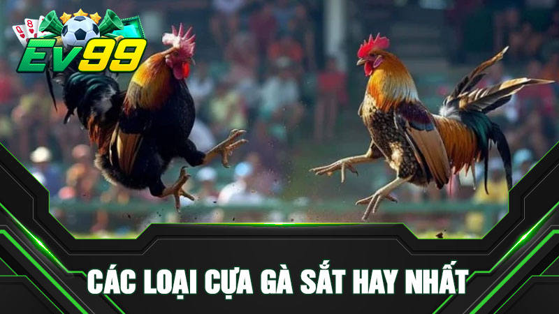 Các loại cựa gà sắt hay nhất