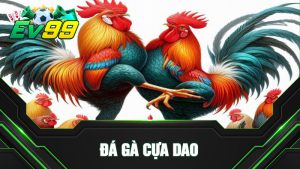 Khám phá bộ môn đá gà cựa dao