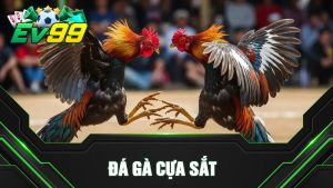 Đá Gà Cựa Sắt