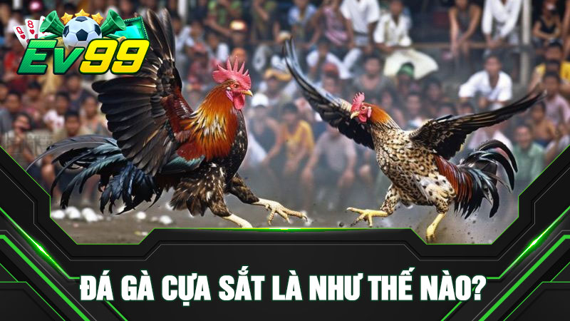 Đá gà cựa sắt là như thế nào?