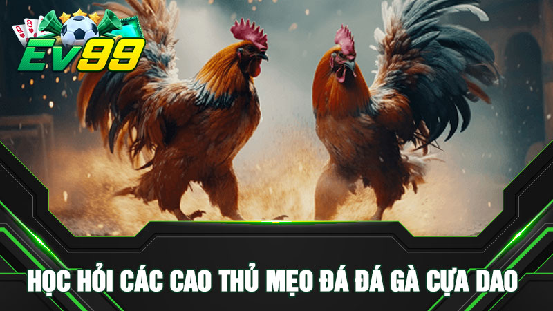 Học hỏi các cao thủ mẹo đá đá gà cựa dao